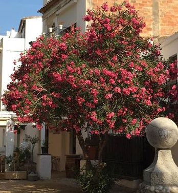 El baladre florit de La Vall (2015). Fot. Frèia Berg. 
