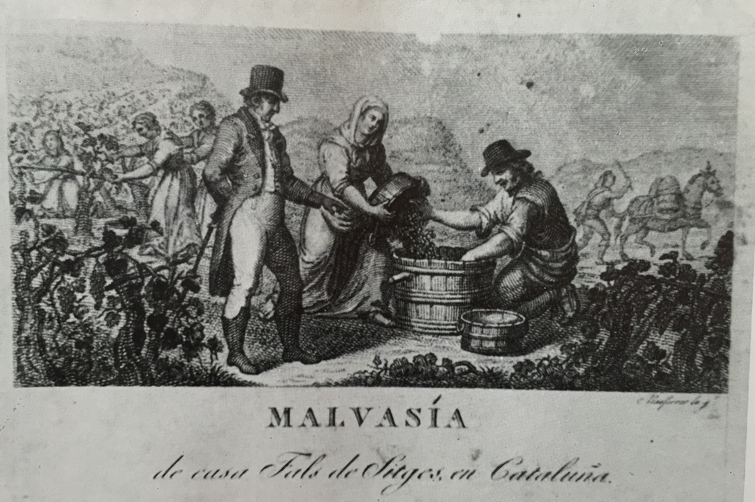 Malvasia de Can Falç, gravador Joan Masferrer