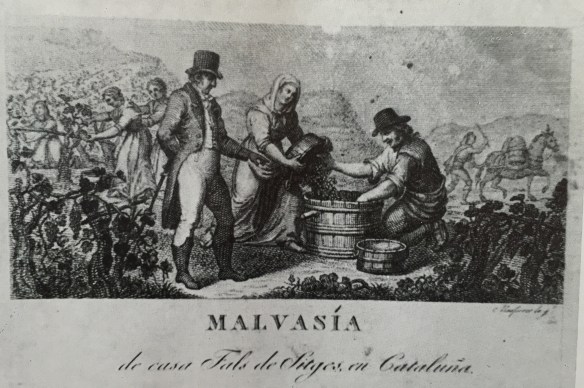 Malvasia de Can Falç, gravador Joan Masferrer